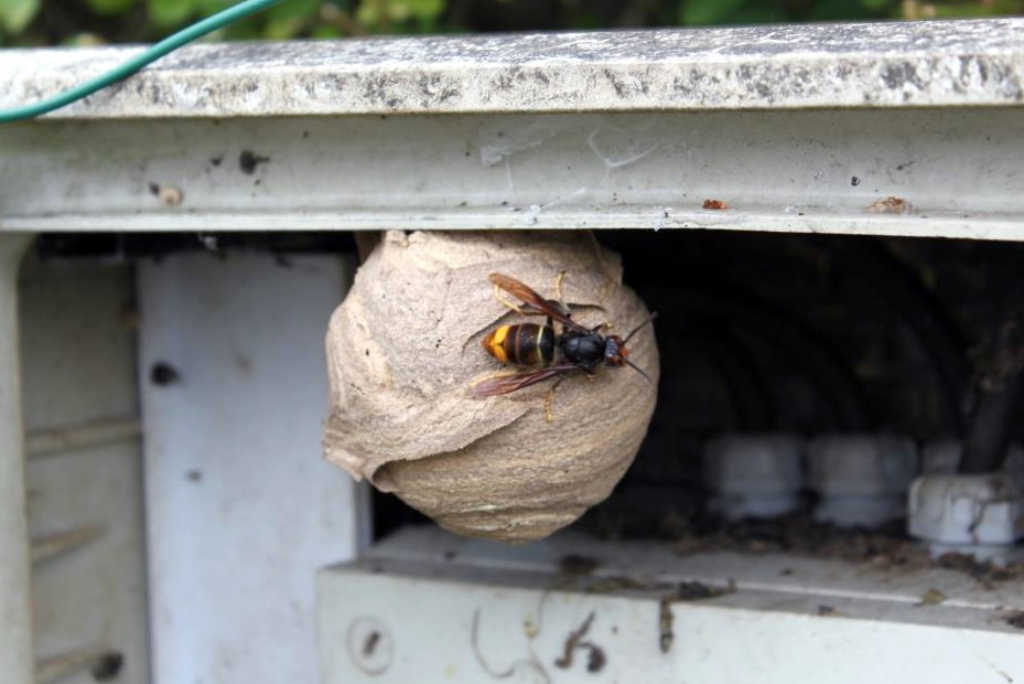 nid de fondatrice frelons