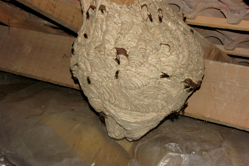 Nid de frelons à hauteur d'homme