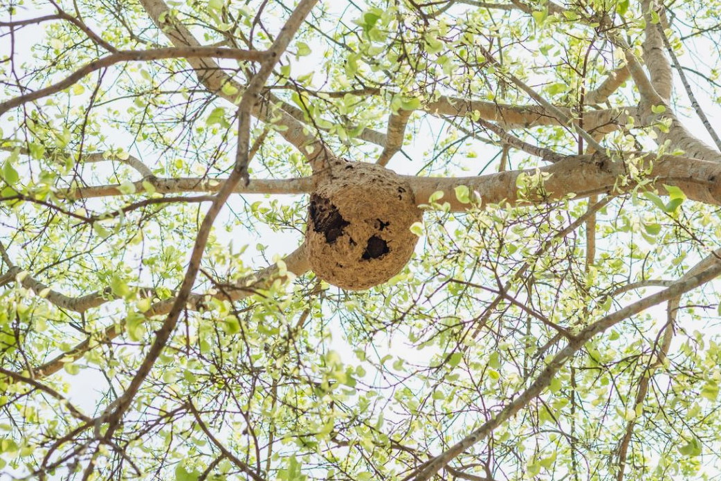 nid de frelons dans un arbre