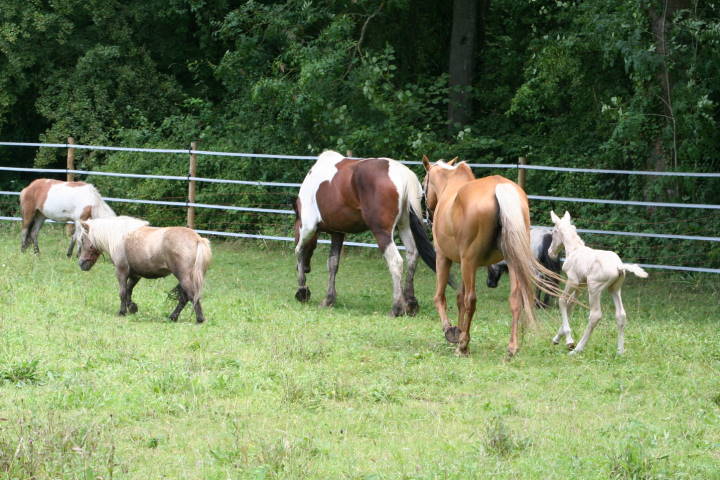 Chevaux dans la prairie